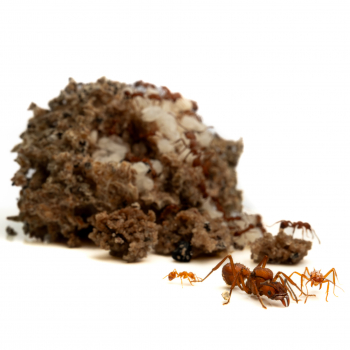 Acromyrmex echinatior